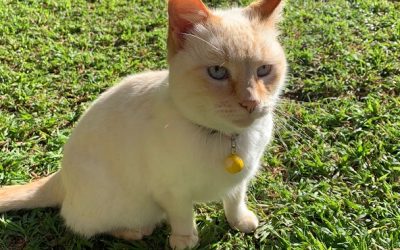 Blind kitty safely back home!