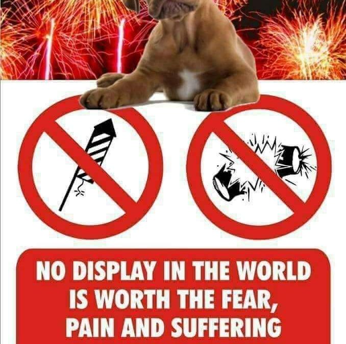 Purrfect New Year’s Eve weather for Cats and Dogs!