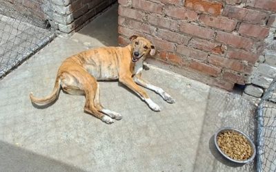 NSPCA in negotiations with Enoch Mgijima Municipality for a new lease for Queenstown SPCA