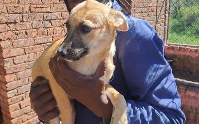 Country-wide support to save dogs and cats from euthanasia in Komani